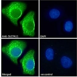 Invitrogen SLC7A11 Polyclonal Antibody 100 &mu;g; Unconjugated:Antibodies,