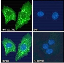 Invitrogen SLC7A11 Polyclonal Antibody 100 &mu;g; Unconjugated:Antibodies,