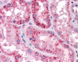 Invitrogen SLC7A11 Polyclonal Antibody 100 &mu;g; Unconjugated:Antibodies,