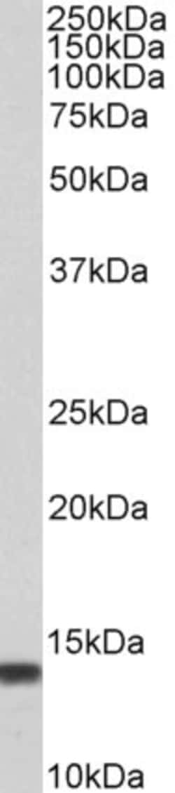 Invitrogen S100A4 Polyclonal Antibody 100 &mu;g; Unconjugated:Antibodies,