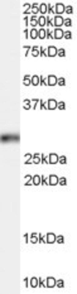 Invitrogen HOXB13 Polyclonal Antibody 100 &mu;g; Unconjugated:Antibodies,