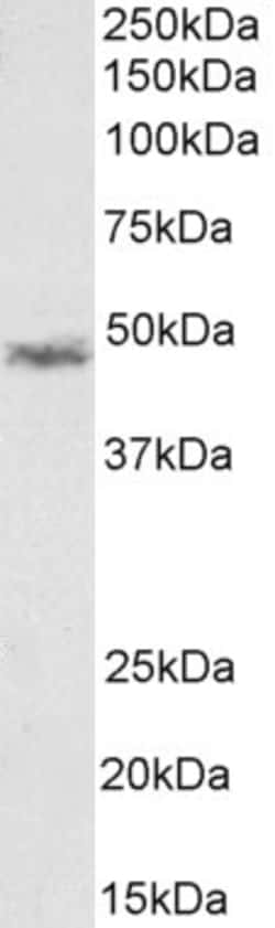 Invitrogen CCM2 Polyclonal Antibody 100 &mu;g; Unconjugated:Antibodies,