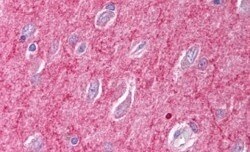 Invitrogen ICAM-5 Precursor Polyclonal Antibody 100 &mu;g; Unconjugated:Antibodies,