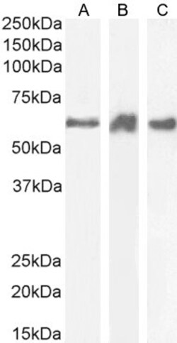 Invitrogen PRPF31 Polyclonal Antibody 100 &mu;g; Unconjugated:Antibodies,