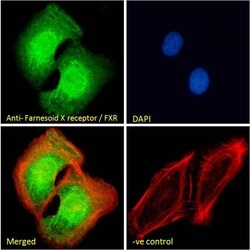 Invitrogen FXR Polyclonal Antibody 100 μg; Unconjugated:Antibodies,