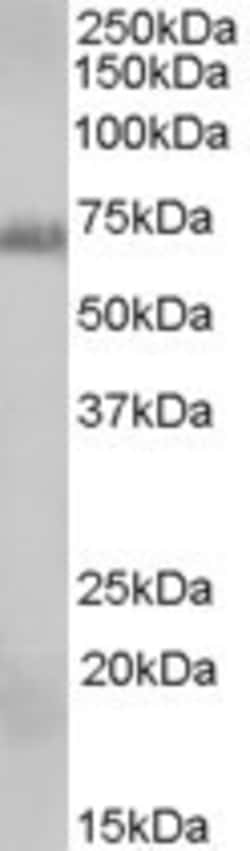 Invitrogen RAD9 Polyclonal Antibody 100 &mu;g; Unconjugated:Antibodies,