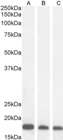 Invitrogen ARF1/ARF2/ARF3/ARF4 Polyclonal Antibody 100 &mu;g; Unconjugated:Antibodies,