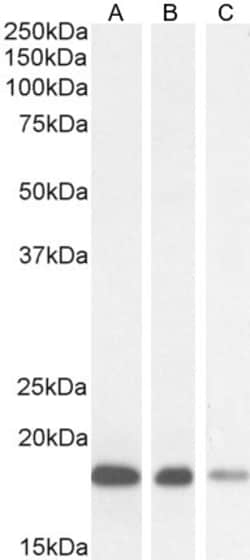 Invitrogen ARF1/ARF2/ARF3/ARF4 Polyclonal Antibody 100 &mu;g; Unconjugated:Antibodies,