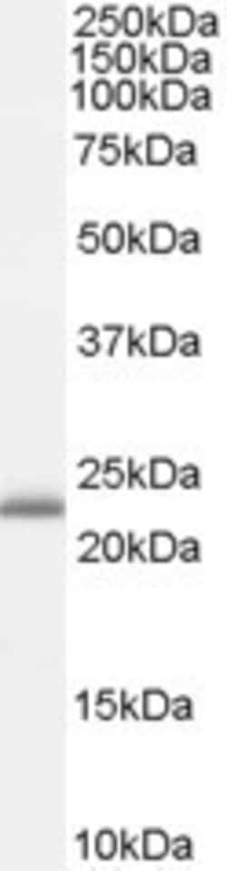 Invitrogen™ RBP4 Polyclonal Antibody