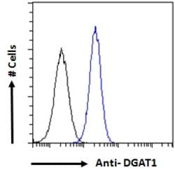 Invitrogen DGAT1 Polyclonal Antibody 100 &mu;g; Unconjugated:Antibodies,