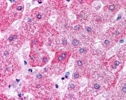 Invitrogen Apolipoprotein M Polyclonal Antibody 100 &mu;g; Unconjugated:Antibodies,
