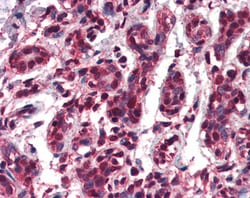 Invitrogen TCF3 Polyclonal Antibody 100 &mu;g; Unconjugated:Antibodies,