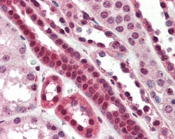 Invitrogen TCF3 Polyclonal Antibody 100 &mu;g; Unconjugated:Antibodies,