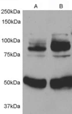 Invitrogen APPL1 Polyclonal Antibody 100 &mu;g; Unconjugated:Antibodies,