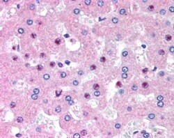 Invitrogen C14orf68 Polyclonal Antibody 100 &mu;g; Unconjugated:Antibodies,