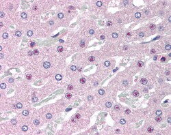 Invitrogen C14orf68 Polyclonal Antibody 100 &mu;g; Unconjugated:Antibodies,