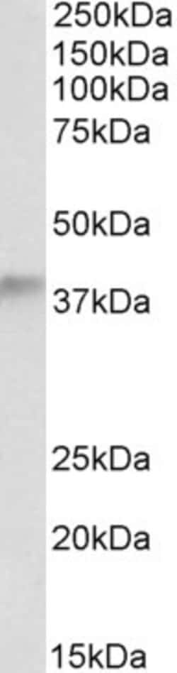 Invitrogen ADH5 Polyclonal Antibody 100 &mu;g; Unconjugated:Antibodies,