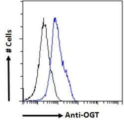 Invitrogen OGT Polyclonal Antibody 100 &mu;g; Unconjugated:Antibodies,