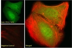 Invitrogen ITCH Polyclonal Antibody 100 &mu;g; Unconjugated:Antibodies,