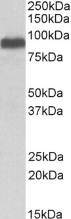 Invitrogen ITCH Polyclonal Antibody 100 &mu;g; Unconjugated:Antibodies,