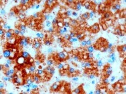 Invitrogen DGAT2 Polyclonal Antibody 100 μg; Unconjugated:Antibodies,