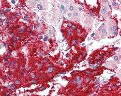 Invitrogen Neuroligin 2 Polyclonal Antibody 100 &mu;g; Unconjugated:Antibodies,