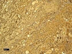 Invitrogen Gpx3 Polyclonal Antibody 100 &mu;g; Unconjugated:Antibodies,