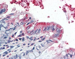 Invitrogen Gpx3 Polyclonal Antibody 100 &mu;g; Unconjugated:Antibodies,