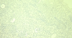 Invitrogen Gpx3 Polyclonal Antibody 100 &mu;g; Unconjugated:Antibodies,