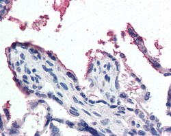 Invitrogen Gpx3 Polyclonal Antibody 100 &mu;g; Unconjugated:Antibodies,