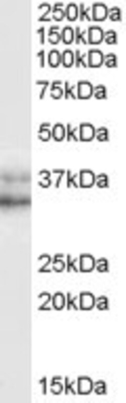 Invitrogen Nanog Polyclonal Antibody 100 &mu;g; Unconjugated:Antibodies,