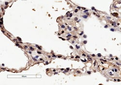 Invitrogen HRH1 Polyclonal Antibody 100 &mu;g; Unconjugated:Antibodies,