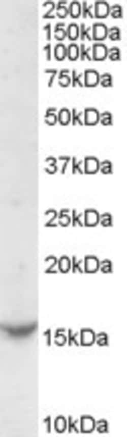 Invitrogen TCL1A Polyclonal Antibody 100 &mu;g; Unconjugated:Antibodies,