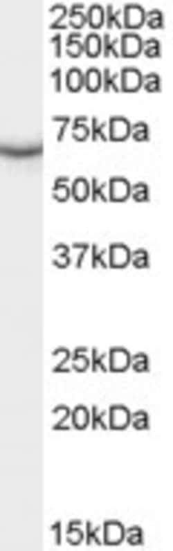 Invitrogen PCK1 Polyclonal Antibody 100 &mu;g; Unconjugated:Antibodies,