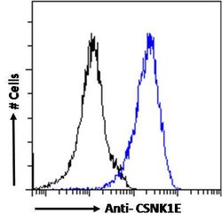 CK1 epsilon Polyclonal Antibody:Antibodies, Polyclonal