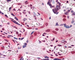 Invitrogen AIP Polyclonal Antibody 100 &mu;g; Unconjugated:Antibodies,
