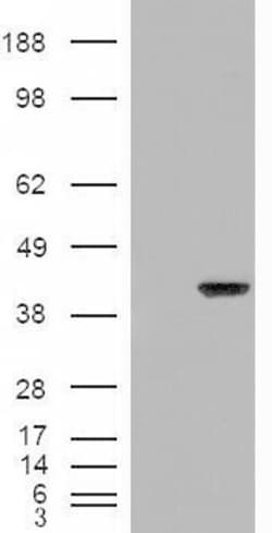 Invitrogen AIP Polyclonal Antibody 100 &mu;g; Unconjugated:Antibodies,