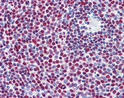 Invitrogen ILF2 Polyclonal Antibody 100 &mu;g; Unconjugated:Antibodies,