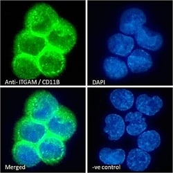 Invitrogen CD11b Polyclonal Antibody 100 &mu;g; Unconjugated:Antibodies,