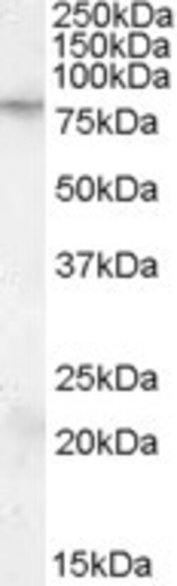 Invitrogen FMRP Polyclonal Antibody 100 &mu;g; Unconjugated:Antibodies,