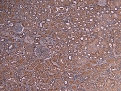 Myb Polyclonal Antibody:Antibodies, Polyclonal