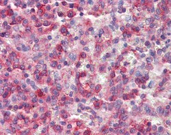 Invitrogen NCF4 Polyclonal Antibody 100 &mu;g | Buy Online | Invitrogen&trade; | Fisher Scientific