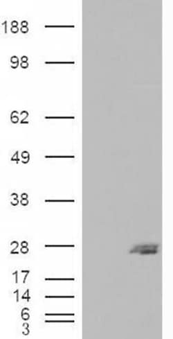 Invitrogen SAR1B Polyclonal Antibody 100 &mu;g; Unconjugated:Antibodies,