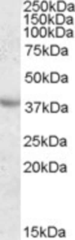 Invitrogen Apolipoprotein A5 Polyclonal Antibody 100 μg; Unconjugated:Antibodies,