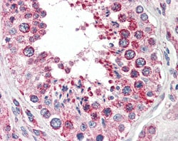 Invitrogen COX4 Polyclonal Antibody 100 &mu;g; Unconjugated:Antibodies,