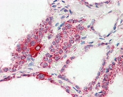 Invitrogen COX4 Polyclonal Antibody 100 &mu;g; Unconjugated:Antibodies,