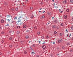 Invitrogen BHMT Polyclonal Antibody 100 μg; Unconjugated:Antibodies,