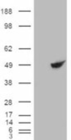 Invitrogen BHMT Polyclonal Antibody 100 μg; Unconjugated:Antibodies,