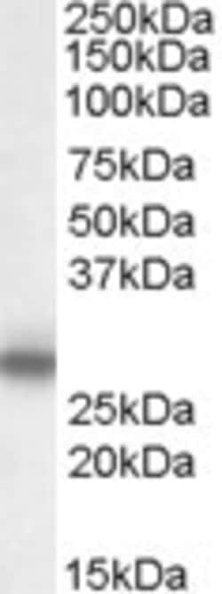 Invitrogen MPZ Polyclonal Antibody 100 &mu;g; Unconjugated:Antibodies,