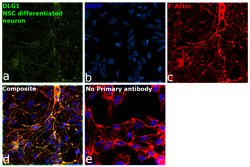 SAP97 Polyclonal Antibody:Antibodies, Polyclonal